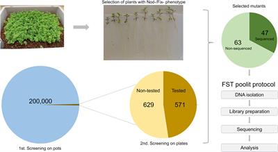 A collection of novel Lotus japonicus LORE1 mutants perturbed in the nodulation program induced by the Agrobacterium pusense strain IRBG74